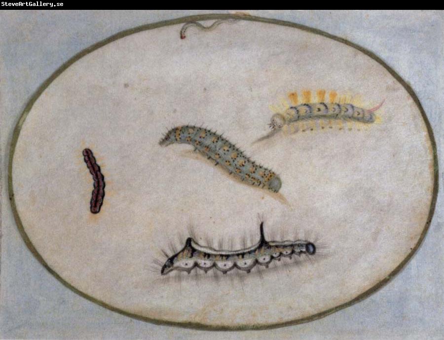 Maria Sibylla Merian Caterpillars